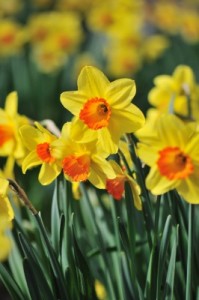 Daffodils